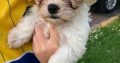 Maltese Cross Puppies for Sale