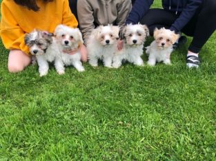 Maltese Cross Puppies for Sale