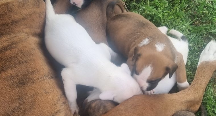 5 Boxer Puppies for sale