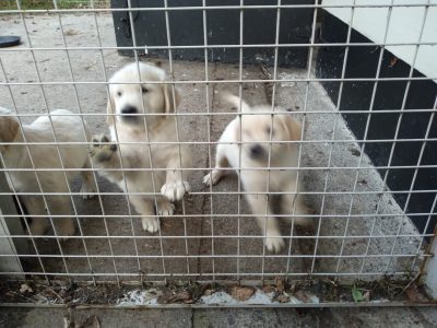 Golden Retriever Puppies in Tipperary/Limerick