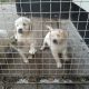 Beautiful golden retriever puppies