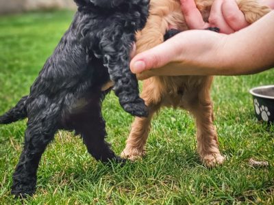 Playful Cockapoo Puppies for Sale in Edenderry