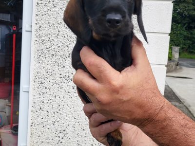 Wire Haired Dachshund Puppies in Thurles