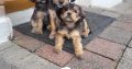 Very cute Yorkishon puppies for sale