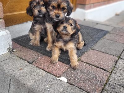 Yorkishon Puppies for Sale in Cavan