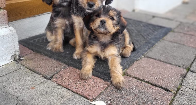 Very cute Yorkishon puppies for sale