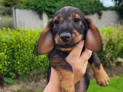 Dachshund Puppies for Sale in Thurles