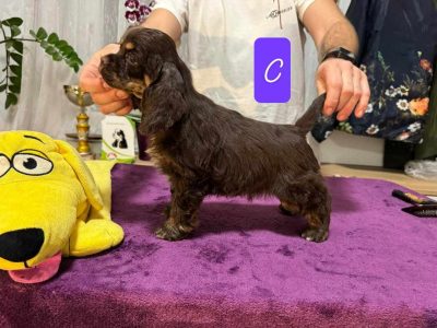 Cocker Spaniel Puppies for Sale in Capel Street