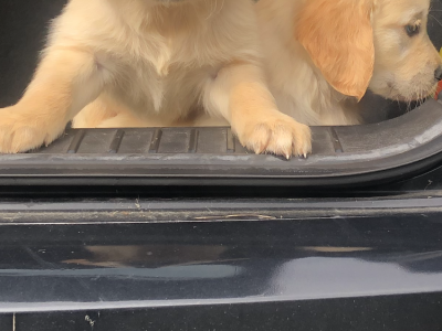 Golden Retriever Puppies for Sale in N41cc95