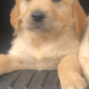 Beautiful golden retriever pups for sale