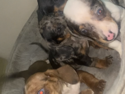 Miniature Dachshund Puppy in Tullamore – IKC
