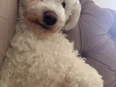 Bichon Frise Puppies in Limerick – IKC Registered