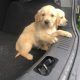 Beautiful golden retriever pups for sale