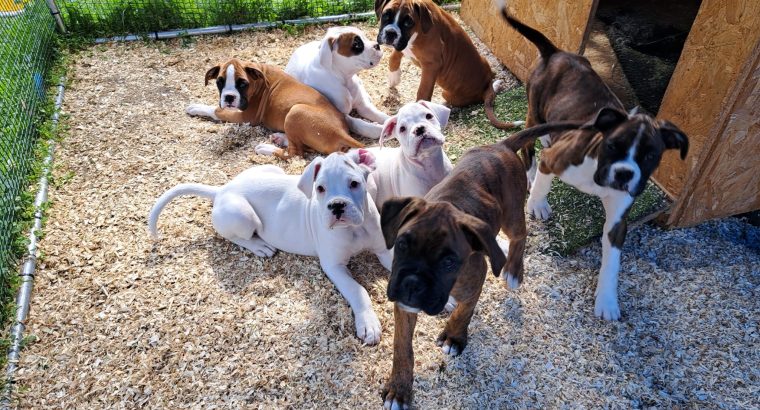 5 Boxer Puppies for sale