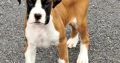 Male Boxer puppies, IKC Registered ð¶