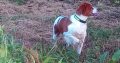 Brittany Spaniel