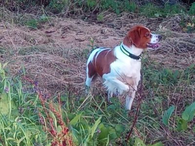 Brittany Spaniel in Kilkenny – Loyal Companion