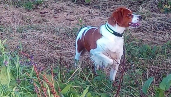 Brittany Spaniel