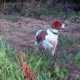 Brittany Spaniel