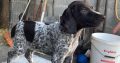 German Shorthaired Pointer pups for sale