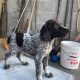 German Shorthaired Pointer pups for sale