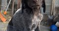 German Shorthaired Pointer pups for sale