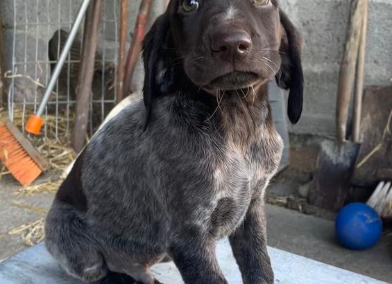 German Shorthaired Pointer pups for sale