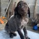 German Shorthaired Pointer pups for sale