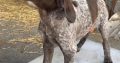 German Shorthaired Pointer pups for sale