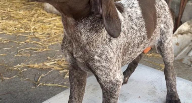 Miniature german shorthaired pointer for outlet sale