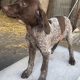 German Shorthaired Pointer pups for sale