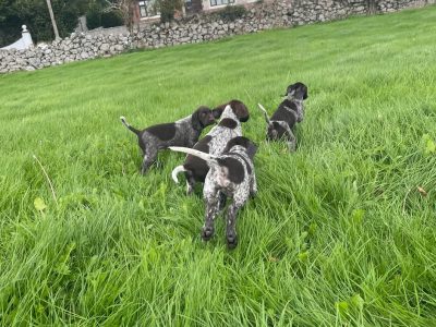 german shorthaired pointers in galway