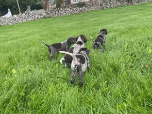 German Shorthaired Pointer pups for sale