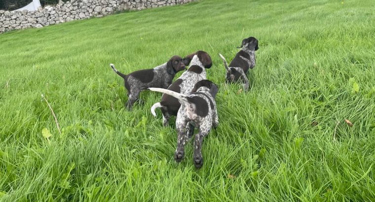 German Shorthaired Pointer pups for sale