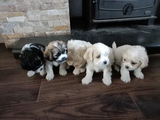One Maltese Cross pups