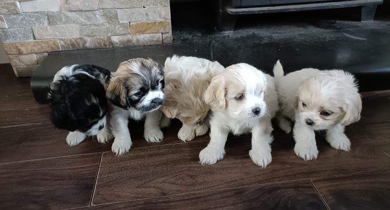 One Maltese Cross pups