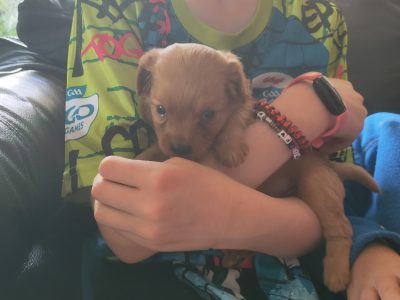 Playful Cavachon Puppy for Sale in Galway