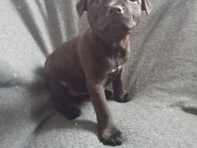 Staffordshire Bull Terrier Puppies in Walshestown