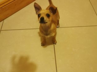 Chihuahua X for sale