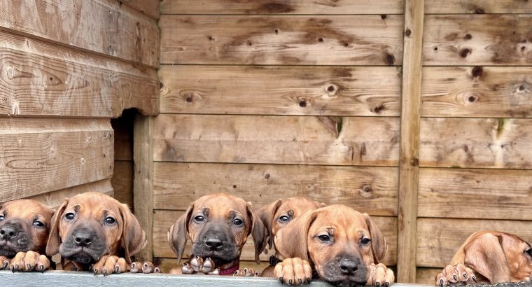 Beautiful Rhodesian Ridgeback Puppies for sale