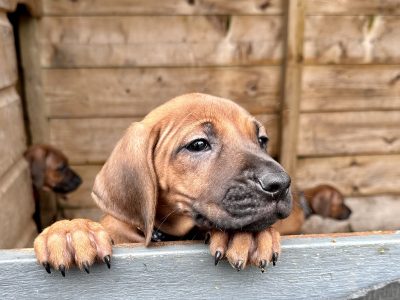 Rhodesian Ridgeback Puppies in Mitchelstown