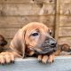 Beautiful Rhodesian Ridgeback Puppies for sale