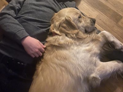 Golden Retriever in Galway – Well-Tempered Stud