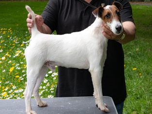 smooth fox terrier reg 3year old for sale 520 euro