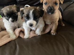For Sales Jack Russell pups
