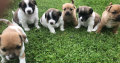 For Sales Jack Russell pups