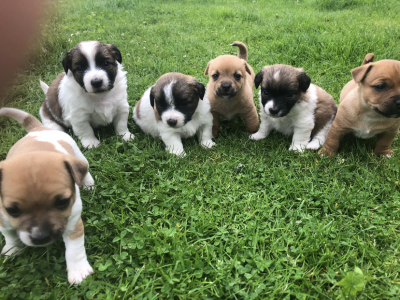 Playful Jack Russell Puppies in Kilkenny