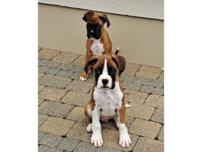 Boxer Puppies in Mayo – IKC Registered