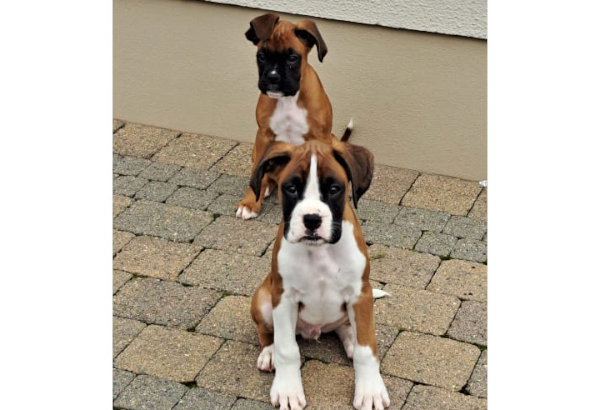 Male Boxer puppies, IKC Registered ð¶