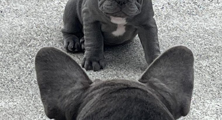 Stunning French bulldog puppies